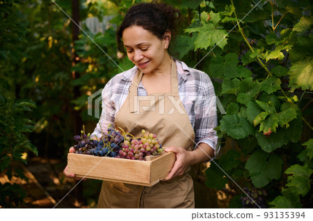 Closeup of a pleasant multiethnic woman wearing a beige apron, in vineyard, with a wooden crate of freshly picked ripe and juicy grapes, during autumn harvest season. Viticulture. Agribusiness. 93135394