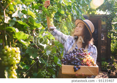 Multi-ethnic pretty woman, vintner, amateur winegrower, eco farmer, viticulturist picking ripe organic grapes into a wooden crate, in eco vineyards on an early autumn day, at sunrise. Viticulture 93135407
