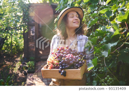 Multiethnic woman in a beige apron and straw hat, experienced vine grower, vintner, viticulturist carrying a wooden crate with fresh autumn harvest of organic grapes. Viticulture. Agribusiness 93135409