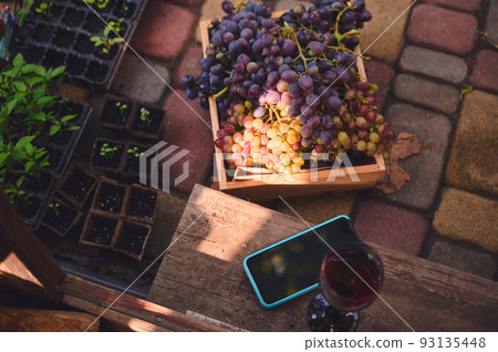View from above of a wooden crate full of harvested organic ripe juicy grapes at vineyard, glass with homemade wine and a smartphone, near agricultural cassettes and peat pots with sprouted seedlings 93135448