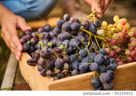 Close-up of a harvest of purple grapes in a wooden box. Viticulture. Growing different varieties of grapes on an organic eco-farm with vineyards for sale at local farmers' markets and wine products. 93135453
