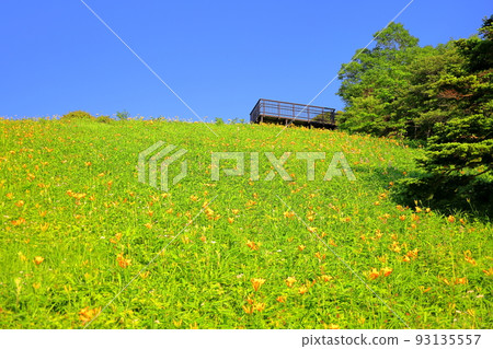 Kirifuri Kougen Kisuge Plain Park in the early morning when the day lily blooms Kirifuri Kougen Kisuge Plain Park in the early morning when the day lily blooms 93135557