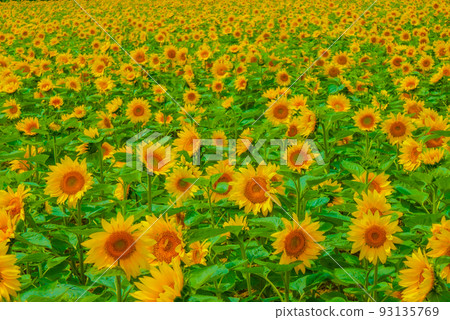 向日葵田(北海道) 向日葵田(北海道) 93135769