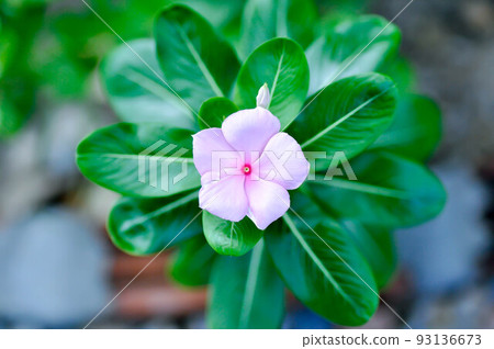 ludwigia adscendens , West Indian paeriwinkle or white flower 93136673