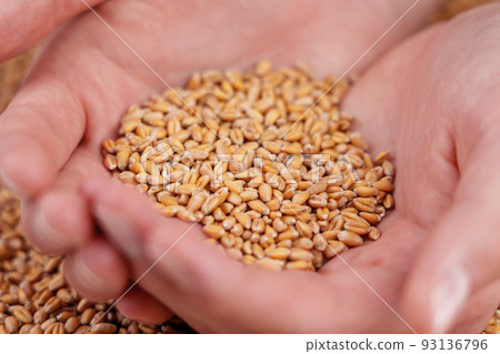 The hands of a young farmer full of golden wheat grains of fresh harvest. Raw seeds close-up 93136796