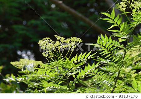 犬山莊花 93137170