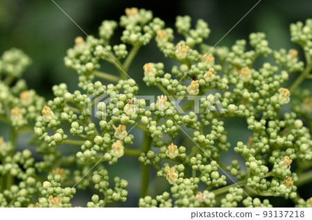 Inuzansho flowers 93137218