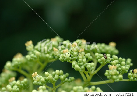 Inuzansho flowers 93137221