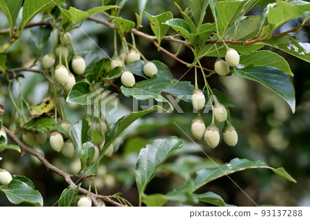 Styrax japonicum 93137288