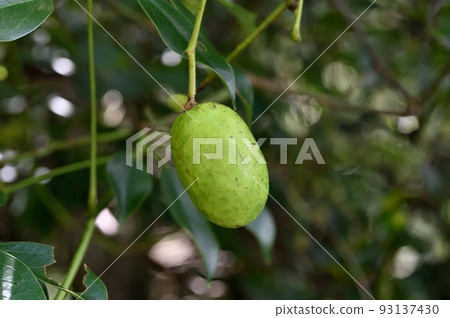Mube young fruit Mube young fruit 93137430