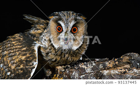 貓頭鷹 93137445