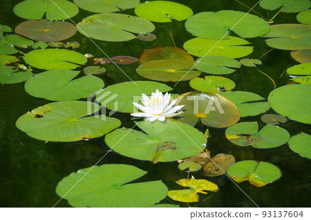 Shikoku, Monet's Garden, Kochi Prefecture, lotus, colorful flowers Shikoku, Monet's Garden, Kochi Prefecture, lotus, colorful flowers 93137604