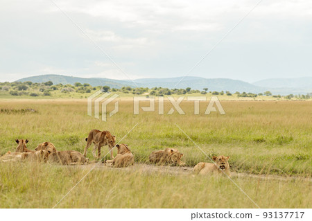 Herd of cougars resting on a field in dry grass 93137717