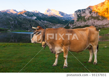 Asturian Mountain cattle cow sits on the lawn in a national park among the mountains at sunset 93137831