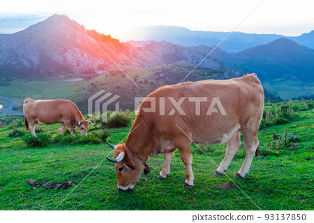 Asturian Mountain cattle cow sits on the lawn in a national park at sunrise Asturian Mountain cattle cow sits on the lawn in a national park at sunrise 93137850