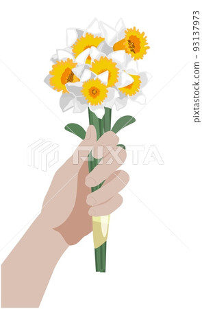 Side view hand holding a bunch of daffodil flowers, isolated on white background Side view hand holding a bunch of daffodil flowers, isolated on white background 93137973