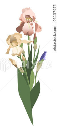 Bunch of yellow and pink irises with leaves and buds, isolated on white background Bunch of yellow and pink irises with leaves and buds, isolated on white background 93137975