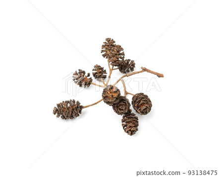 Alder Cones Isolated 93138475