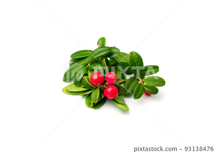 Fresh Cowberry, Forest Lingonberry Fresh Cowberry, Forest Lingonberry 93138476
