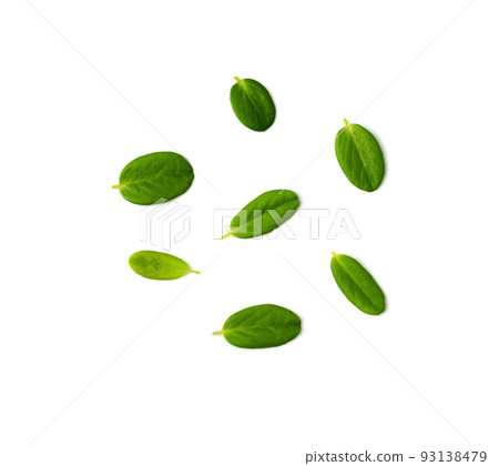 Fresh Cowberry Leaves 93138479