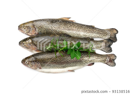 Raw Trout Isolated 93138516