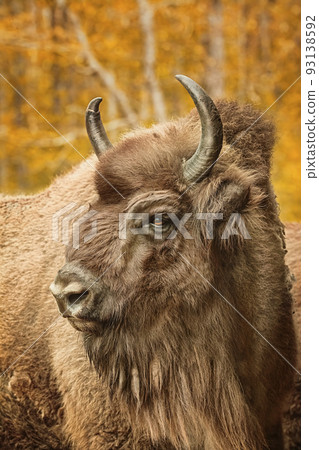 Close up portrait of Bison 93138592