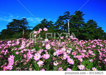 夏日天空高山大波菊花（角花、秋秀、橋國、秋櫻、笤梅、掃梅、大春車菊、大春菊） 93138625