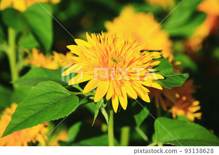 向日葵(向日葵,向日葵,向日葵,早晨向日葵,向日葵,向日葵,向日葵,向日葵,白向日葵,tenaiko,isjo chrysanthemums 向日葵(向日葵,向日葵,向日葵,早晨向日葵,向日葵,向日葵,向日葵,向日葵,白向日葵,tenaiko,isjo chrysanthemums 93138628