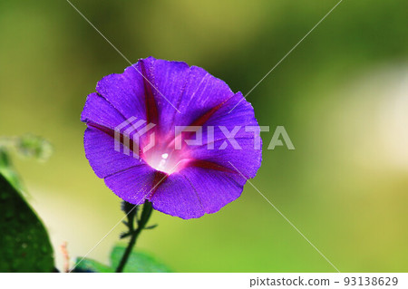 放出矮花(水晶雛菊、禮治牡丹、浪速仙子、索子花、薯薯花、大喇叭、青木冬茄) 放出矮花(水晶雛菊、禮治牡丹、浪速仙子、索子花、薯薯花、大喇叭、青木冬茄) 93138629