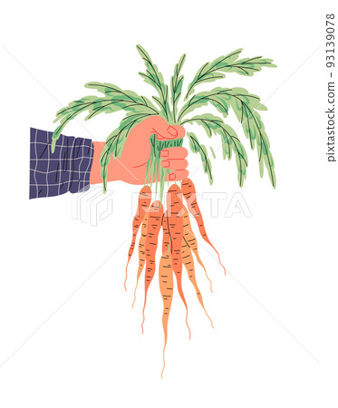 Bunch of fresh carrots with haulm in hand of farmer Bunch of fresh carrots with haulm in hand of farmer 93139078