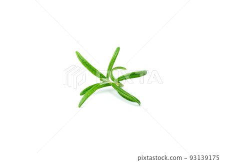 Fresh Rosemary Isolated Fresh Rosemary Isolated 93139175