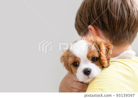 Boy holding a puppy Cavalier King Charles Spaniel Blenheim. Close up portrait of Cute dog puppy. Copy space Boy holding a puppy Cavalier King Charles Spaniel Blenheim. Close up portrait of Cute dog puppy. Copy space 93139397