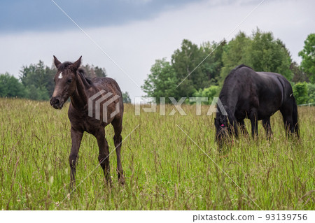 Friesian mare horse and foal on the meadow. Warlander, a cross between a Friesian and a Lusatian horse. 93139756