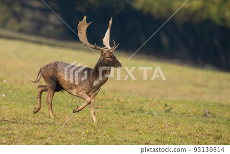Fallow deer running on grassland in autumn nature. 93139814