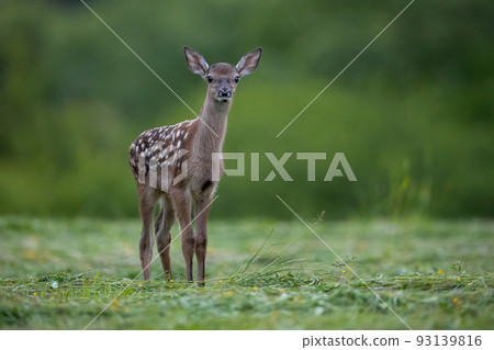 Baby red deer looking to the camera on pasture in summer 93139816