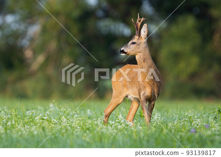 Roe deer looking over the shoulkder on blooming meadow in summer 93139817