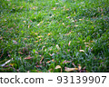 Background from yellow leaves on green grass, top view. Beginning of autumn backdrop for publication, screensaver, wallpaper, postcard, poster, banner, cover, website. High quality photography 93139907