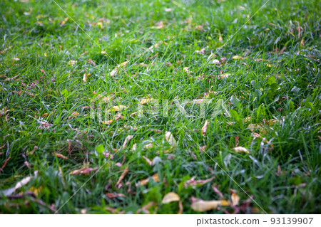Background from yellow leaves on green grass, top view. Beginning of autumn backdrop for publication, screensaver, wallpaper, postcard, poster, banner, cover, website. High quality photography Background from yellow leaves on green grass, top view. Beginning of autumn backdrop for publication, screensaver, wallpaper, postcard, poster, banner, cover, website. High quality photography 93139907