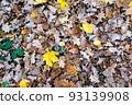 Background of autumn dry leaves, top view. Light brown fallen leaves oak tree for publication, screensaver, wallpaper, postcard, poster, banner, cover, website. High quality photography 93139908