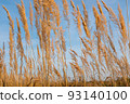 Background from autumn meadow golden colors, selective focus. Dry grass field for design or project. Meadow land texture for publication, design, poster, calendar, post, screensaver, wallpaper 93140100