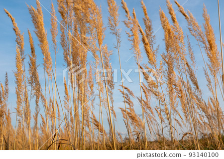 Background from autumn meadow golden colors, selective focus. Dry grass field for design or project. Meadow land texture for publication, design, poster, calendar, post, screensaver, wallpaper Background from autumn meadow golden colors, selective focus. Dry grass field for design or project. Meadow land texture for publication, design, poster, calendar, post, screensaver, wallpaper 93140100