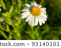 Big camomile flower on blurred green background, close-up. Chamomile with white petals for poster, calendar, post, screensaver, wallpaper, postcard, banner, cover, website, copy space for your design 93140101