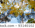 Autumn trees with yellow leaves on the sky background for publication, poster, screensaver, wallpaper, postcard, banner, cover, post. Autumn landscape high quality photography 93140102