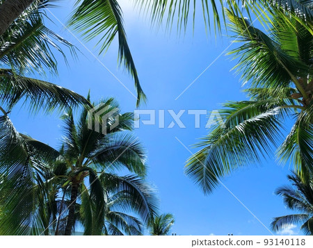 “夏威夷”棕櫚樹在藍天和風中搖曳 “夏威夷”棕櫚樹在藍天和風中搖曳 93140118