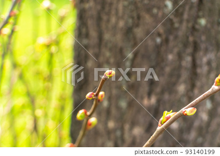 Spring Branch, Young Tree Leaves 93140199