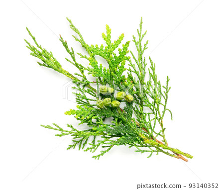 Cypress Twigs Isolated Cypress Twigs Isolated 93140352