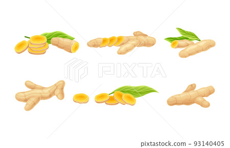 Turmeric or Curcuma Longa Rhizomes Cut Into Slices Vector Set 93140405