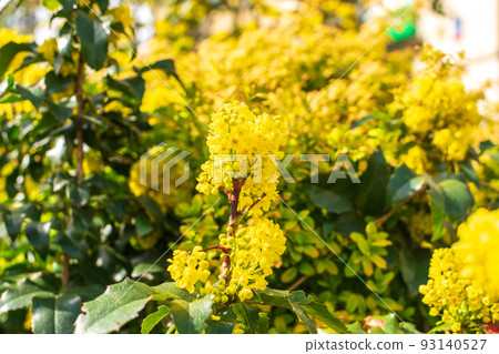 Spring Yellow Flowers of Mahonia 93140527