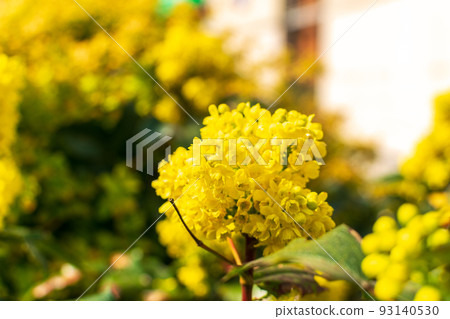 Spring Yellow Flowers of Mahonia 93140530