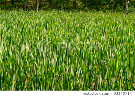 Typha, Bulrush or Reedmace Typha, Bulrush or Reedmace 93140714